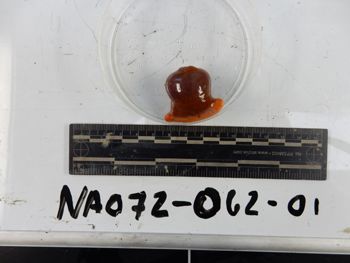 Media type: image;   Invertebrate Zoology 139232